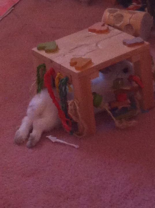 Activity Zone Rabbit Toy - Mini