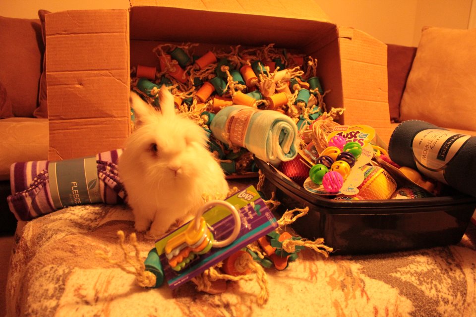 Rabbit Toy Donation to a Rabbit Rescue of Your Choice!