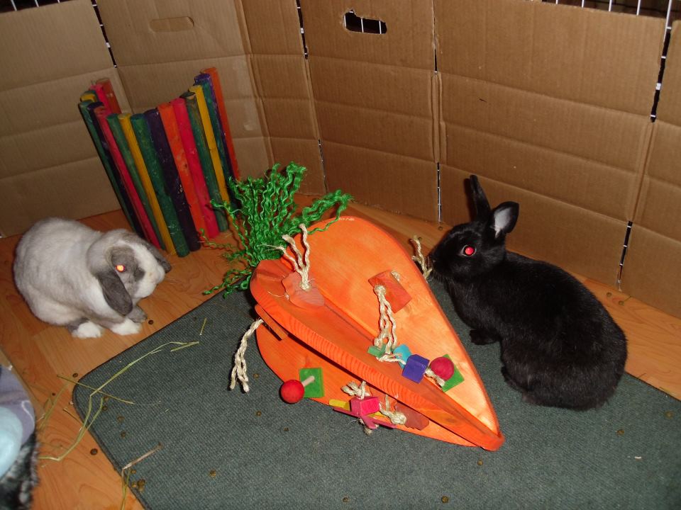 Crazy Carrot Rabbit Playground - HUGE