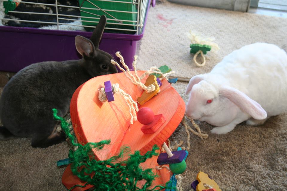 Crazy Carrot Rabbit Playground - HUGE