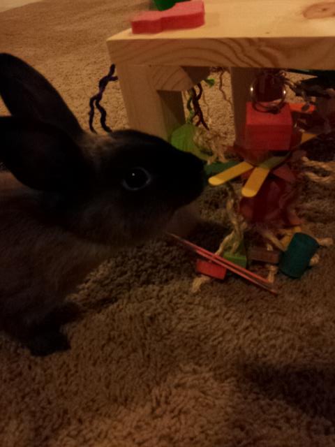 Activity Zone Rabbit Toy - Mini