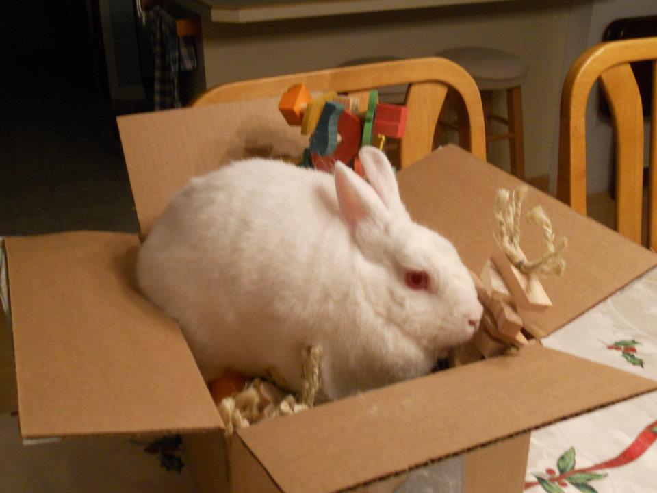 Rabbit Toy Donation to a Rabbit Rescue of Your Choice!