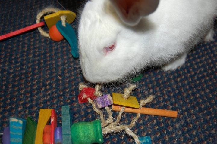 Eating top rabbit toy
