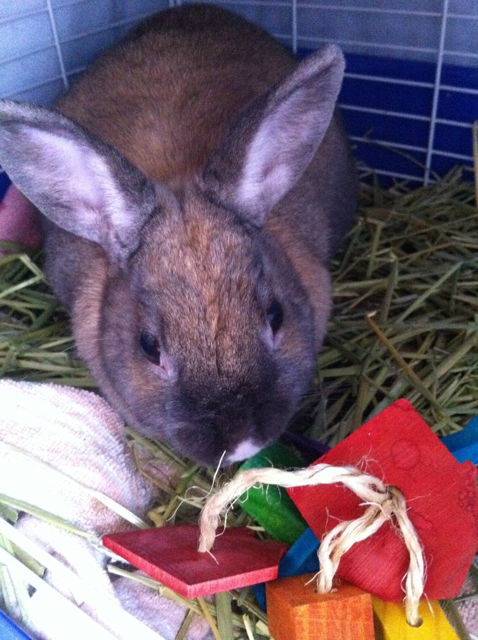 Toys for store flemish giant rabbits