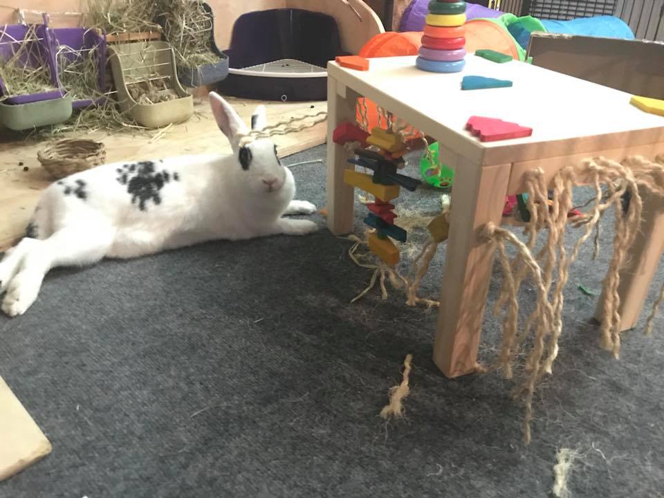 Diy rabbit outlet enrichment