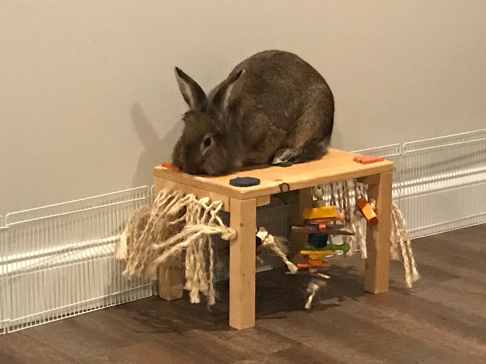 The Original Activity Zone Rabbit Toy