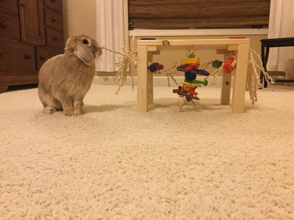 The Original Activity Zone Rabbit Toy