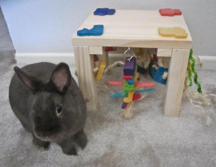 Activity zone cheap rabbit toy