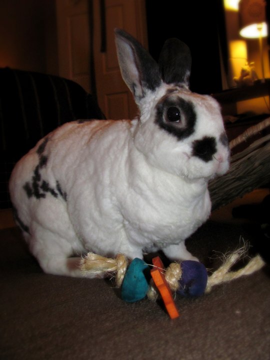 3 pc Fling Rabbit Toy