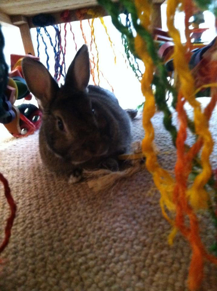 Large rabbit clearance toys