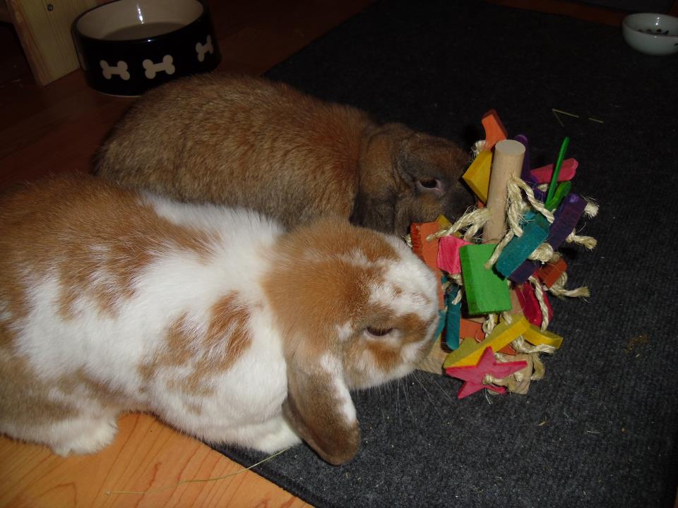Balsa Wood Blocks for Rabbits, Chew Toy for Small Aninals 
