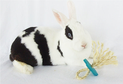 Bunny Binky Rabbit Toy