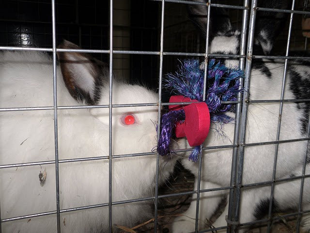 Bunny Binky Rabbit Toy