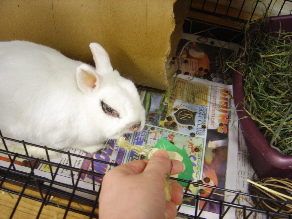 1 Pc Fling Rabbit Toy